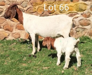 LOT 66 1+1X BOER GOAT OOI/EWE - FLOCK MARIAAN DU TOIT BBS