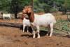 LOT 36 WITHDRAWN - 1+1X BOER GOAT OOI/EWE BLACKHEATH BBS - 3