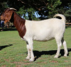 LOT 47 1X BOER GOAT OOI/EWE - FLOCK ON COLOUR SONSKYN BBS - 2