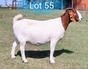 LOT 55 1X BOER GOAT OOI/EWE - STUD MARIAAN DU TOIT BBS