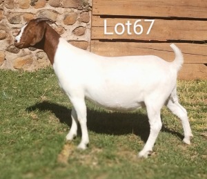 LOT 67 1X BOER GOAT OOI/EWE - STUD MARIAAN DU TOIT BBS