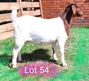 LOT 54 1X BOER GOAT OOI/EWE - FLOCK ON CLOUR MARIAAN DU TOIT BBS