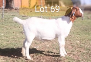 LOT 69 1X BOER GOAT OOI/EWE - STUD MARIAAN DU TOIT BBS