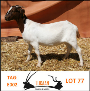 LOT 77 1X BOER GOAT OOI/EWE - FLOCK LUKAAN TRADING