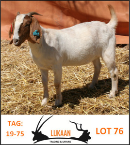 LOT 76 1X BOER GOAT OOI/EWE FLOCK/KUDDE OP SPEEN LUKAAN TRADING