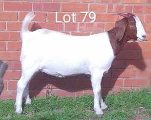 LOT 79 1X BOER GOAT OOI/EWE - FLOCK MARIAAN DU TOIT BBS