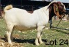 LOT 24 WITHDRAWN - 1X BOER GOAT RAM VONLOU BBS - 2