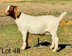 LOT 48 1X BOER GOAT OOI/EWE - STUD VONLOU BBS