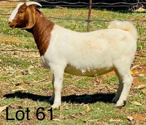 LOT 61 1X BOER GOAT OOI/EWE - STUD VONLOU BBS