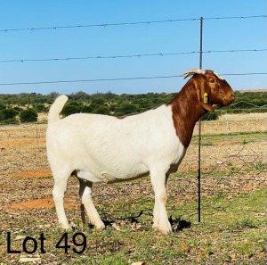 LOT 49 1X BOER GOAT OOI/ FLOCK ON COLOUR VONLOU BBS