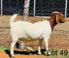 LOT 49 1X BOER GOAT OOI/ FLOCK ON COLOUR VONLOU BBS - 2