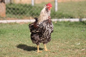 LOT 2 1X HERERO HOENDER HAAN/COCK BOEMIE SAAIMAN