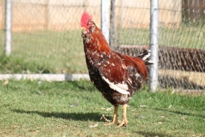 LOT 3 1X HERERO HOENDER HAAN/COCK BOEMIE SAAIMAN