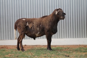 LOT 8 1X MEATMASTER RAM HARTLAND MEATMASTERS