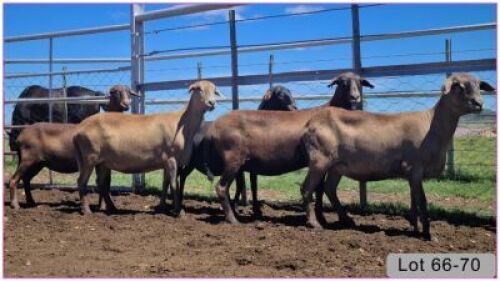 LOT 68P 1X MEATMASTER OOI/EWE - PREGNANT