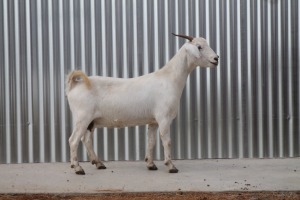 LOT 32 1X SAVANNA OOI/EWE LOUIS DU PLESSIS