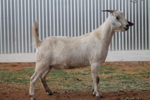 LOT 31 1X SAVANNA OOI/EWE LOUIS DU PLESSIS