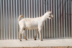 LOT 33 1X SAVANNA OOI/EWE LOUIS DU PLESSIS