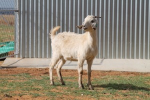 LOT 34 1X SAVANNA OOI/EWE LOUIS DU PLESSIS