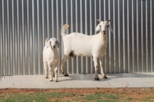 LOT 35 1X SAVANNA OOI/EWE LOUIS DU PLESSIS