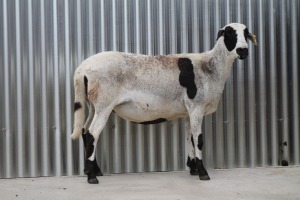 LOT 36 1X MEATMASTER OOI/EWE HARTLAND MEATMASTERS