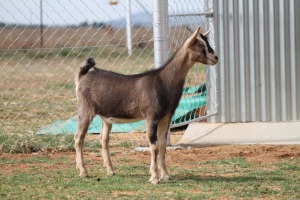 LOT 62 1X BDE MELKBOK OOI/EWE ZANNE VAN ASWEGEN