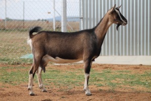 LOT 63 1X BDE MELKBOK OOI/EWE ZANNE VAN ASWEGEN