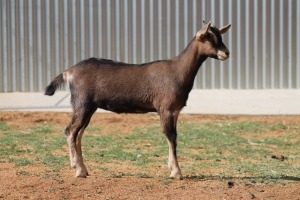 LOT 64 1X BDE MELKBOK OOI/EWE ZANNE VAN ASWEGEN