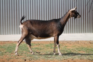 LOT 65 1X BDE MELKBOK OOI/EWE ZANNE VAN ASWEGEN