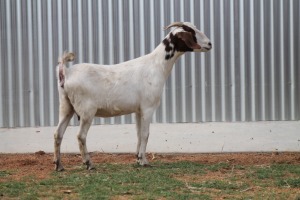 LOT 66 1X SAVANNA KRUIS OOI OOI/EWE LOUIS DU PLESSIS