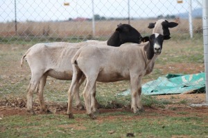 LOT 67 3X DORPER OOI/EWE HANNES VAN STADEN