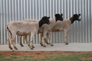 LOT 68 3X DORPER OOI/EWE HANNES VAN STADEN