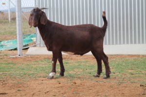 LOT 70 1X KALAHARI RED KAPATER HANNES VAN STADEN