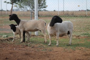 LOT 69 2+1X DORPER OOI/EWE HANNES VAN STADEN