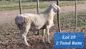 LOT 19 1X VAN ROOY KRUIS RAM TAT SCHOLZ