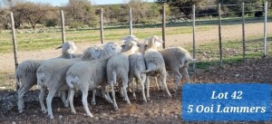 LOT 42 5X VAN ROOY KRUIS OOI/EWE TAT SCHOLZ (per piece to take the lot)