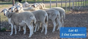 LOT 41 5X VAN ROOY KRUIS OOI/EWE TAT SCHOLZ (per piece to take the lot)