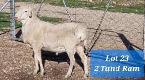 LOT 23 VAN ROOY KRUIS RAM TAT SCHOLZ