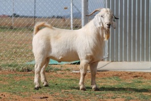 LOT 17 1X SAVANNA RAM LOUIS DU PLESSIS