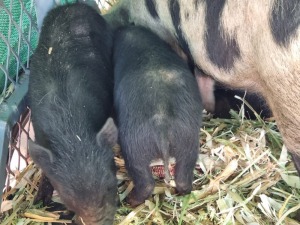 LOT 4 2X POTBELLY PIGS MALE +FEMALE LIVESTOCK 88 84 (per piece to take the lot)