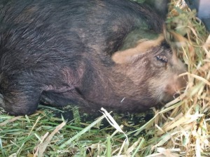 LOT 5 2X KOLBROEK PIGS MALE +FEMALE LIVESTOCK 88 84 (per piece to take the lot)