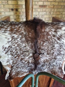 LOT 0 A- CAPE SKILDER GOAT HIDES