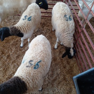 LOT 95 4 X DORPER OOI/EWE - ELRIKA ENSLIN (Per stuk om lot te neem)