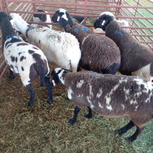 LOT 98 5 X MEATMATER OOI/EWE - GAWIE COETZEE (Per stuk om lot te neem)