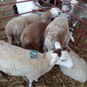 LOT 101 4 X MEATMATER OOI/EWE - PILANESBERG BBS(Per stuk om lot te neem)