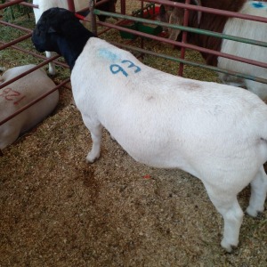 LOT 93 1 X DORPER RAM - KOBUS MEYER 