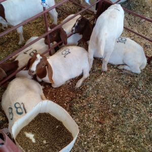 LOT 88A 4X BOER GOAT RAM HENNIE ENSLIN (Per stuk om lot te neem)