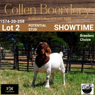 LOT 2 1X BOER GOAT BUCK - LAMB - POTENTIAL STUD - COLLEN BOERDERY