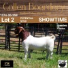 LOT 2 1X BOER GOAT BUCK - LAMB - POTENTIAL STUD - COLLEN BOERDERY - 2