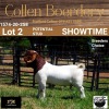 LOT 2 1X BOER GOAT BUCK - LAMB - POTENTIAL STUD - COLLEN BOERDERY - 3